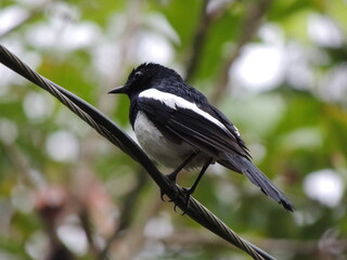 Birds After the Rain