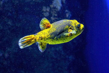 Blackspotted puffer or dog-faced puffer fish in aquarium. Arothron nigropunctatus species of family...