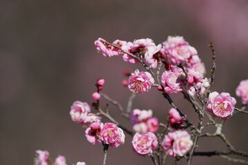 plum flower in blossom