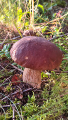 orange cap boletus