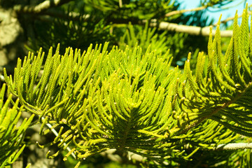 Green plant in Botanical Garden of Barcelona in winter