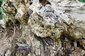 Closeup texture of the trunk of rotten willow tree