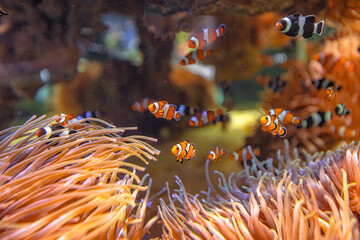 Orange Clown Fishes and Saddleback anemonefish of sea aquarium with anemone in coral reef. Amphiprion ocellaris species living in Eastern Indian Ocean and Western Pacific Ocean and Australia. - obrazy, fototapety, plakaty