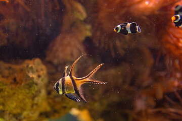 Banggai cardinal fish and Saddleback anemonefish. Amphiprion polymnus and pterapogon kauderni species living in Eastern Indian Ocean and Western Pacific Ocean, in Australia, Southeast Asia and Japan. - obrazy, fototapety, plakaty