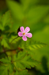 Small delicate violet flower
