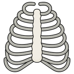 Bone Cage Vector color Icon Design, Organ System Symbol, Human Anatomy Sign, Human Body Parts Stock illustration, human ribs Concept, 