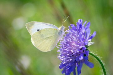 Obraz premium Large White Butterfly - Pieris brassicae - on field scabious - Knautia arvensis