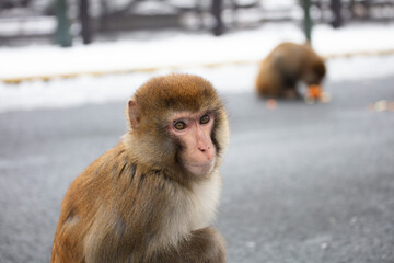 Obraz premium Wild tamed macaques in the cold winter high mountains, hungry monkeys, poor monkeys. 