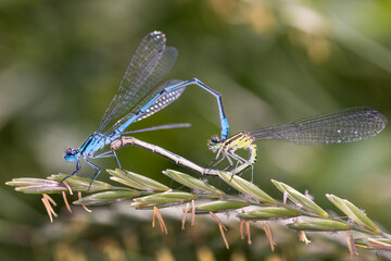 Azure Damselfly - Coenagrion puella - during mating