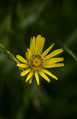 A close-up of a yellow flower