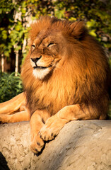 Obraz na płótnie Canvas Male lion grining