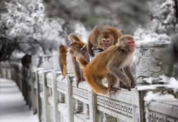 Wild tamed macaques in the cold winter high mountains, hungry monkeys, poor monkeys.
