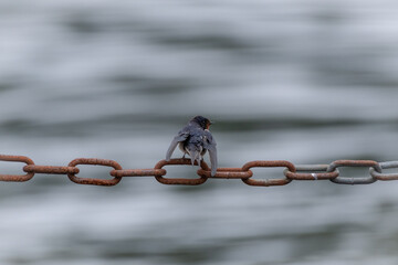 Hirondelle rustique posée de dos sur une chaine en acier rouillée. © Thierry