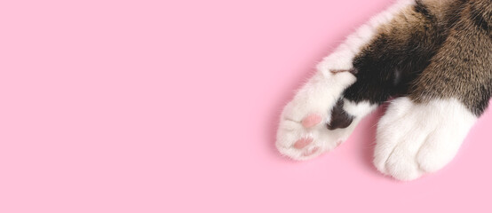 Banner with cat's paws on a pink pastel background with place for text. © rorygezfresh