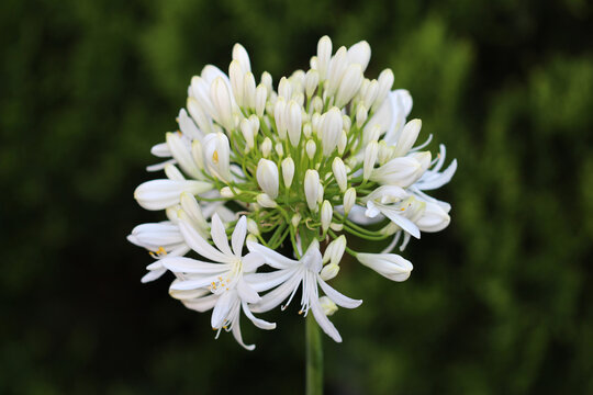 White Common Agapanthus flowers growing in a garden. Agapanthus praecox