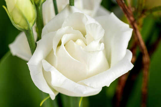 wei&szlig;e Japanrose