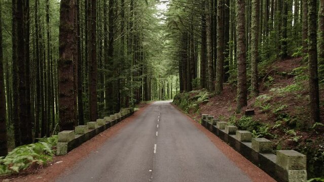 Road in a forest with vertigo effect, squeezing space.