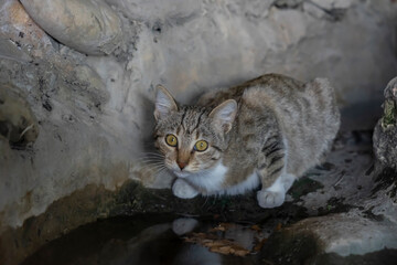 A beautiful cat with big eyes came to drink some water from a puddle. - 484128225