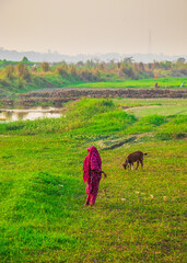The local people are feeding grass to goats in the field in winter. The image I captured on January 17, 2022, from Keranigonj, Bangladesh, South Asia.