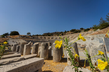Beautiful yellow flower on the background of the old amphitheater in Bodrum, Turkey. - 484128478