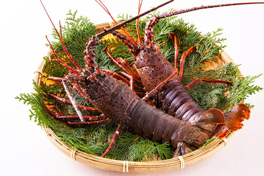 伊勢海老」の写真素材 | 3,018件の無料イラスト画像 | Adobe Stock