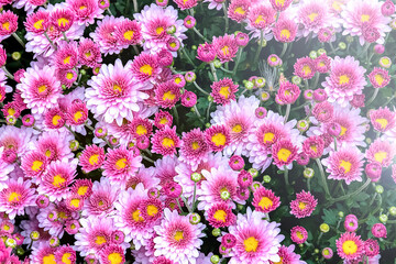 Fototapeta premium Lush delicate blooming pink chrysanthemums with a yellow core. Close up.