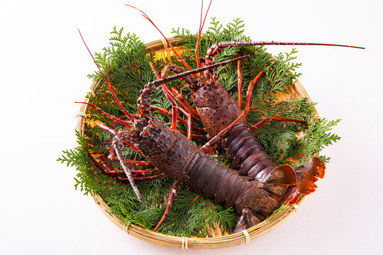 伊勢えび」の写真素材 | 2,954件の無料イラスト画像 | Adobe Stock