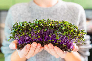 Sprouts of red kaipusta calrabi microgreens in female hands. Raw sprouts, microgreens, healthy food...