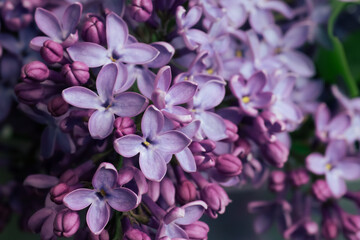 Garden blooming purple lilac flowers, close-up background