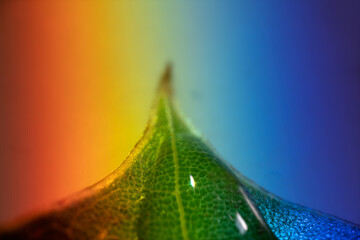 A drop of water works on a tree leaf like a magnifying glass, lens and leaf venetion. The objects...