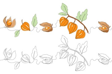 Physalis or winter cherry one single line vector illustration. Seamless border
