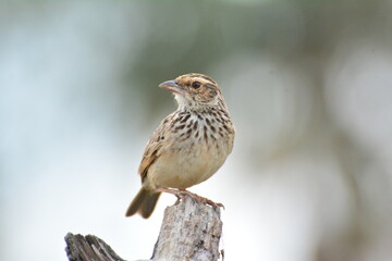 Indochinese Bushlark Mirafra erythrocephala Salvadori Giglioli
