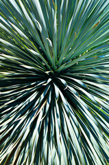 Close-up of of leaves of mediterranean palmtree-like plant in Croatia