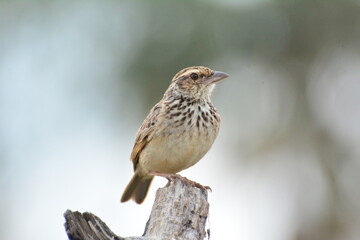 Indochinese Bushlark Mirafra erythrocephala Salvadori Giglioli
