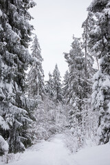 Mountain views in winter, snow and sun