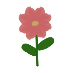 pink flower on isolated white