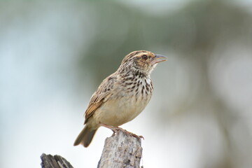 Indochinese Bushlark Mirafra erythrocephala Salvadori Giglioli