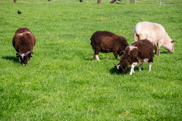 Flock of sheep on a lush green grass. Agriculture and farming industry.