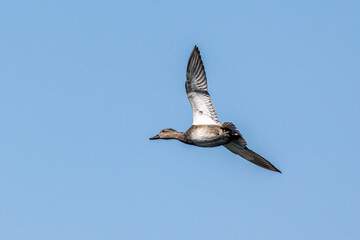 Wild duck or mallard, Anas platyrhynchos flying over a lake in Munich, Germany