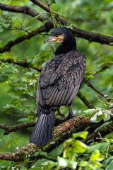 The great cormorant, Phalacrocorax carbo sitting on a branch