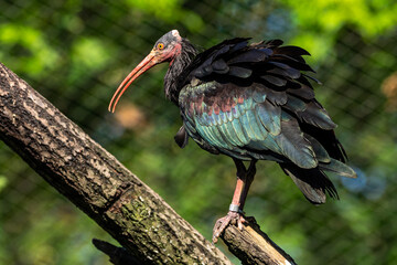 Northern Bald ibis, Geronticus eremita in the zoo