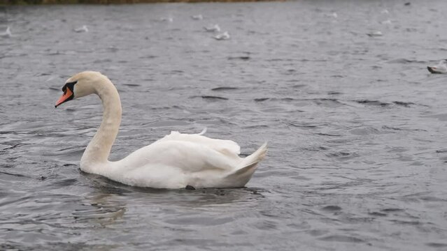 A mute swan being blown quicky across a lake during strong winter winds