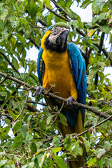 The Blue-and-yellow Macaw, Ara ararauna is a large South American parrot