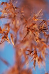 Schilf im Abendlicht