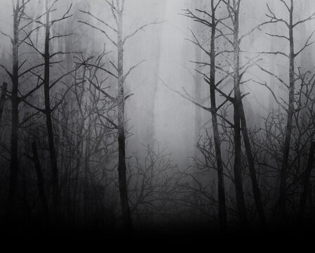 Dark forest. Black and white illustration. Grunge texture.
