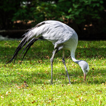 The Blue Crane, Grus paradisea, is an endangered bird
