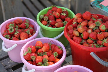 strawberries in a bowl