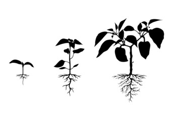 Silhouette pepper plant with roots set
