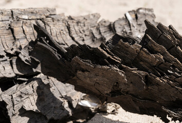 Old weathered tree on the beaches on a sunny day