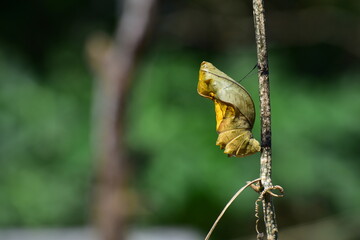 portrait of the Southern Birdwing butterfly chrysalis(pupa) with natural background. In a few days, a beautiful butterfly with big wings will emerge from it.